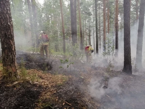 В Курганской области бушуют лесные пожары