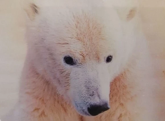Белого медведя, вышедшего к людям за помощью с застрявшей в зубах банкой, спасли