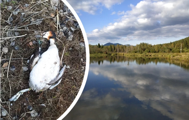 На водоёме в нацпарке «Таганай погибла редкая птица