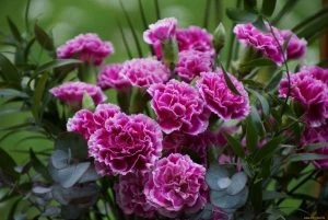 Необычные бабушкины методы защиты от комаров, которые остаются недооцененными