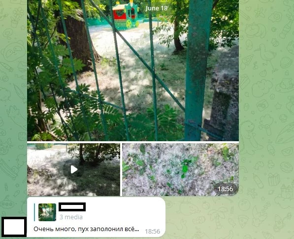 «Снег закончился, пришел пух: петербуржцы критикуют городские власти из-за игнорирования проблемы