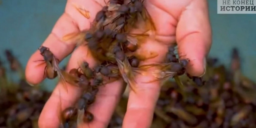 Английские пабы и насекомые