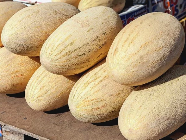 В поисках самой сочной: чем отличаются дыни «торпеда и «колхозница