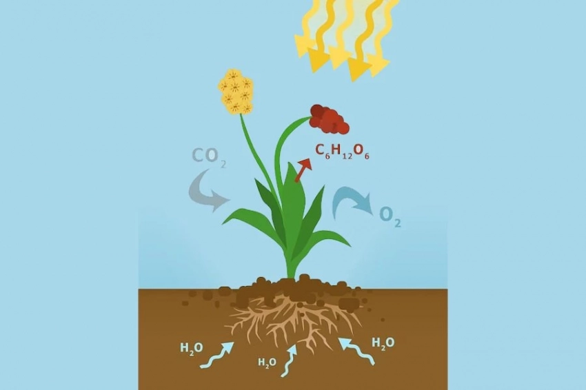 Science: скорость фотосинтеза замедлилась по всему миру