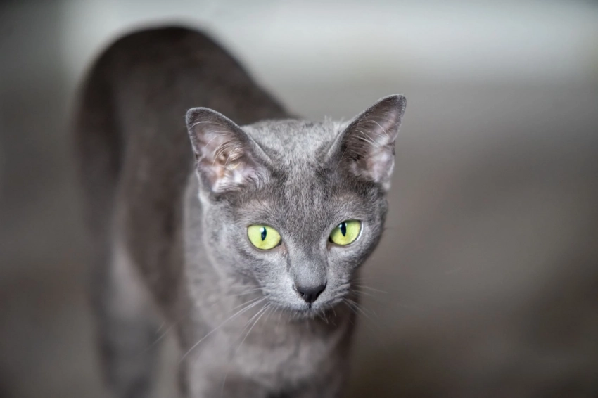 Три породы кошек, которые притягивают богатство и удачу