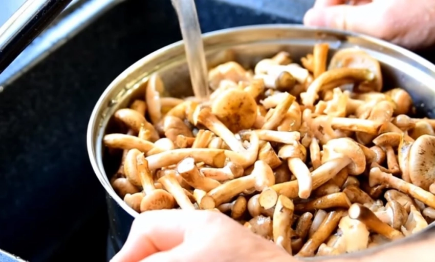 Как приготовить вкуснейшие маринованные опята на зиму: 3 бабушкиных рецепта