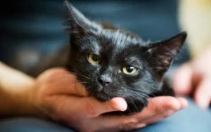 Влияние окраса кошки на судьбу хозяина: питомцы какого цвета обогатят и вылечат