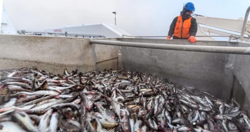 Россельхознадзор ограничил импорт рыбы и морепродуктов из Японии с 16 октября из-за ситуации с «Фукусимой