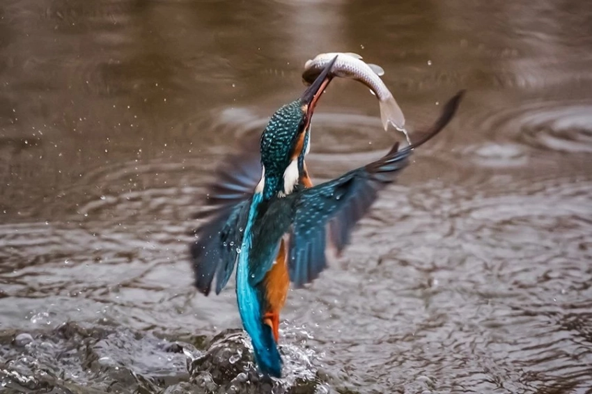 Ученые выявили гены, которые помогают зимородкам нырять, не повреждая при этом мозг