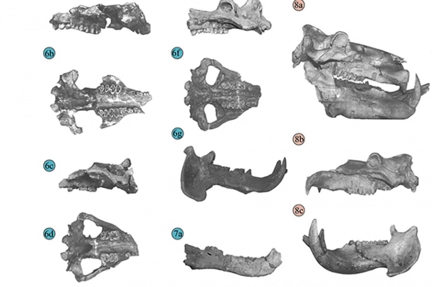 Череп, найденный в Риме, принадлежит древнейшему обыкновенному бегемоту Европы