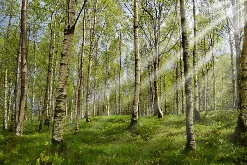 Green Chemistry: физики разработали метод получения полупроводников из листьев березы