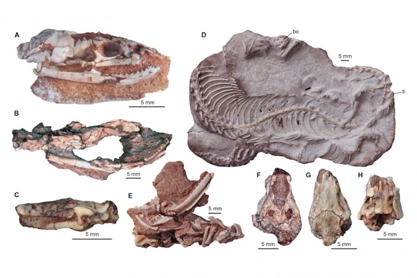 Змея-прародительница с ногами: открытие переворачивает представления об эволюции