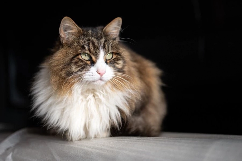 Птичий грипп у кошек: новая угроза или единичный случай