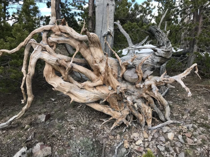 Скипидарные надежды Японской империи