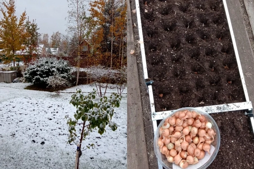 Когда сажать лук под зиму: плюсы и минусы такого способа