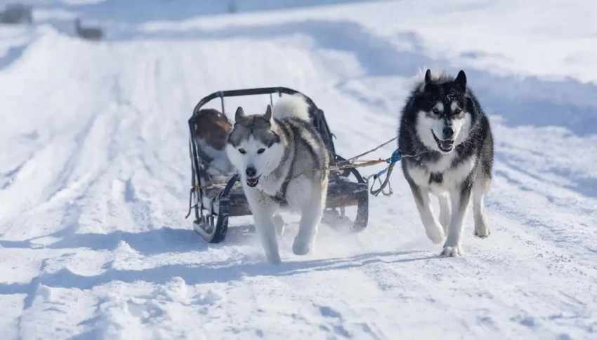 Дания: Мы потратили миллиарды на оборону Гренландии, а не одну собачью упряжку